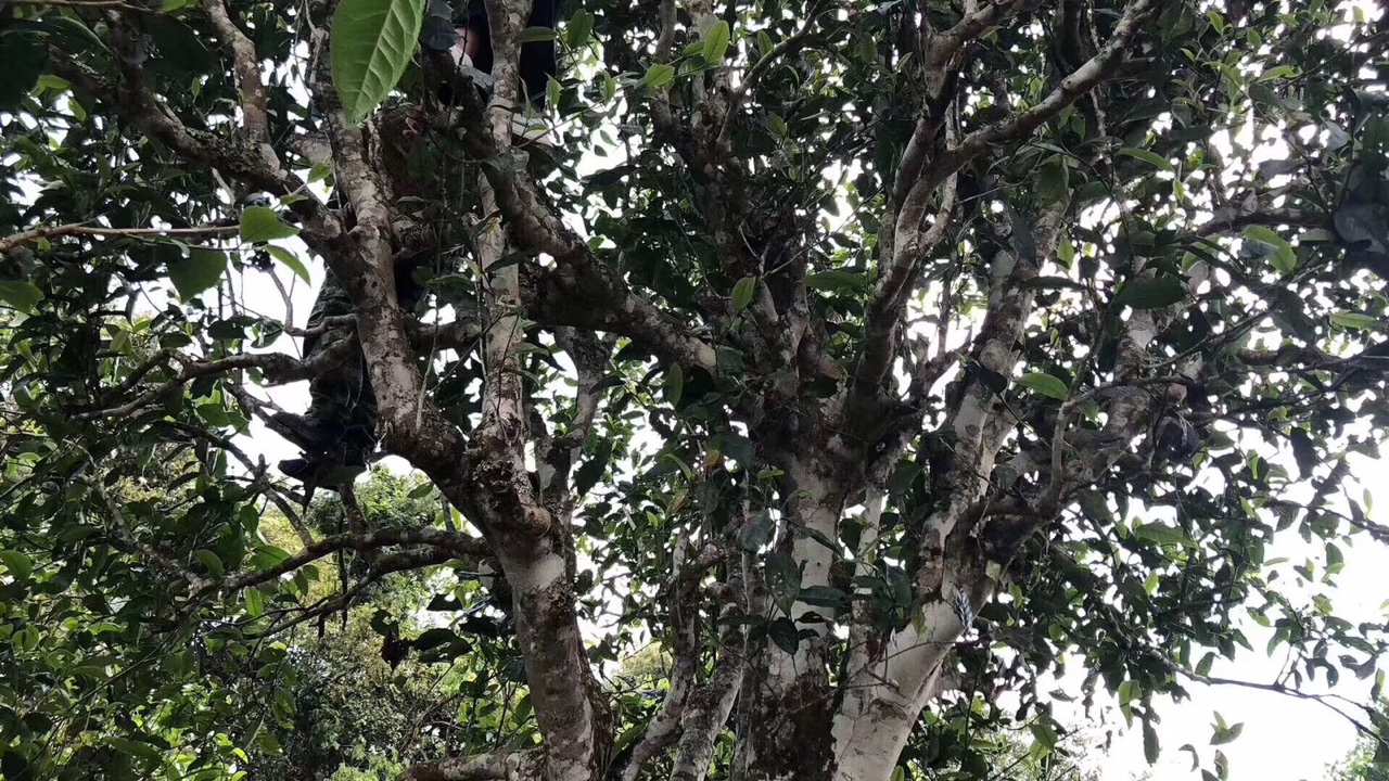 易武茶的标杆麻黑村