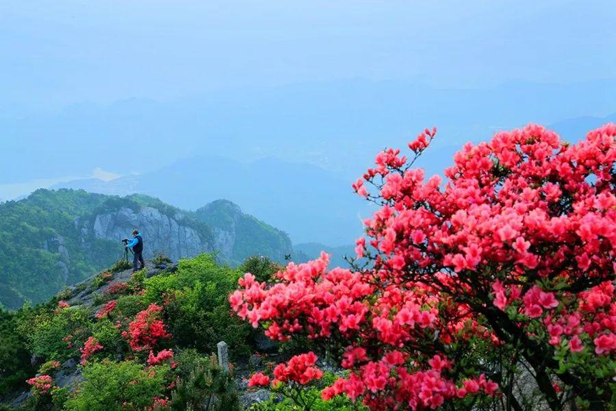 赏高山杜鹃的时节,台州这些地方都能看(附最全攻略)