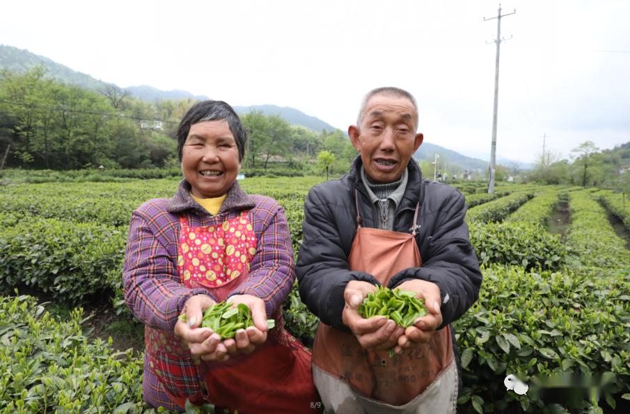 从茶园到茶厂,一步之遥!大湾村里新茶香