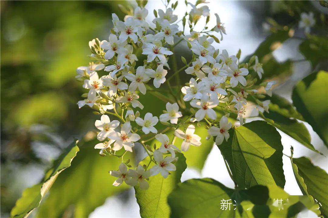 近千亩油桐花怒放,漫山飞雪,快来新兴这些地方来一场浪漫的邂逅