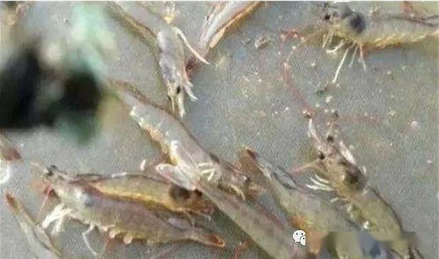 热议:虾生长速度慢,软壳,有什么解决妙招吗?