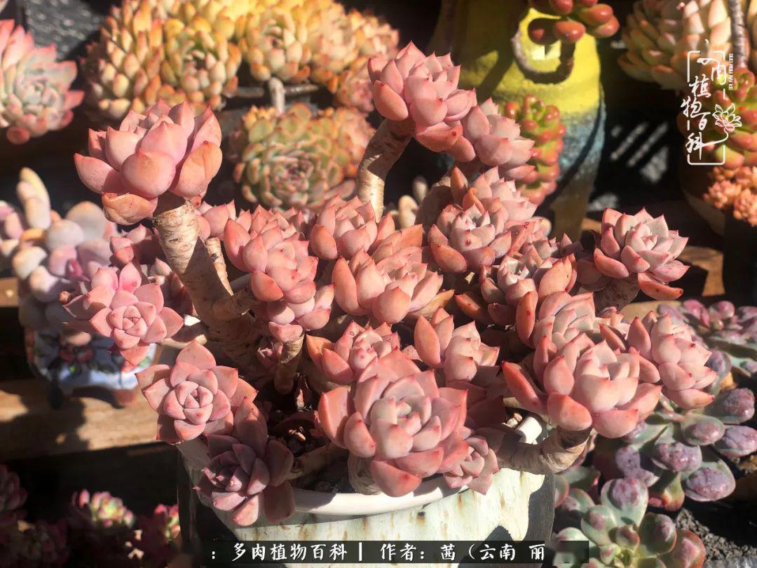 多肉小红灯 350e2e31b8884ea393b9fa25d7768979.jpeg