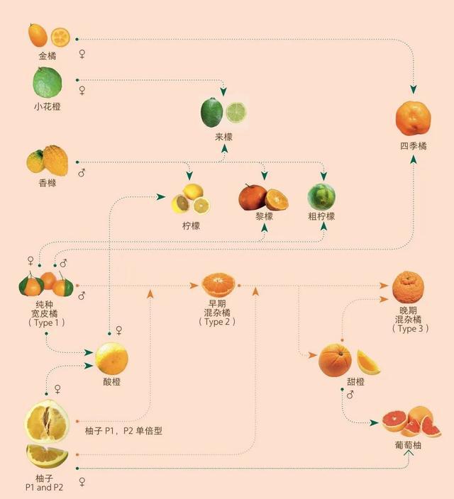 柑橘属植物很容易产生杂交后代,图为柑橘家族简易谱系,错综复杂.