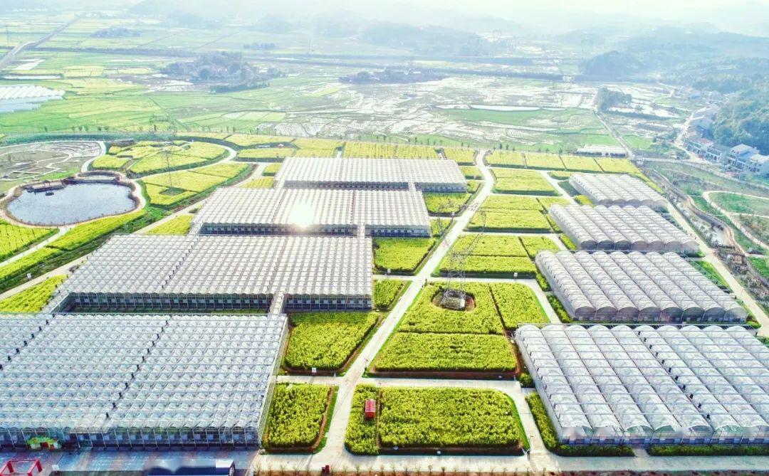 2020锦绣潇湘多彩赫山益阳高效油菜丰收节即将在益阳现代农业嘉年华拉
