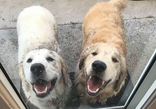 狗为啥不能吃太咸 38728c0645064c868416936b6ae0bba3.jpeg