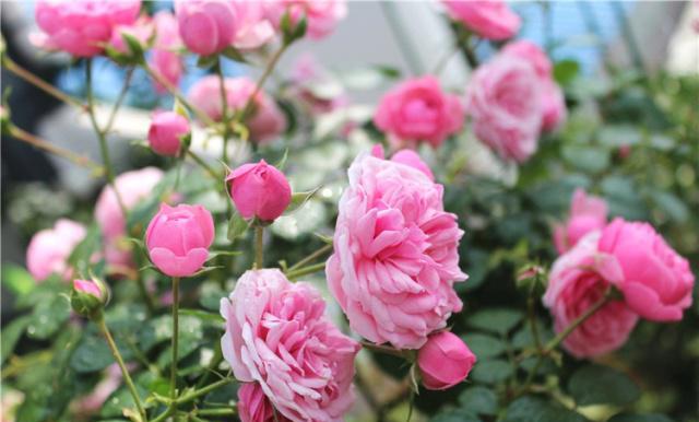 月季黑斑图片 395fae340ee6451a82c8bba355f65715.jpeg