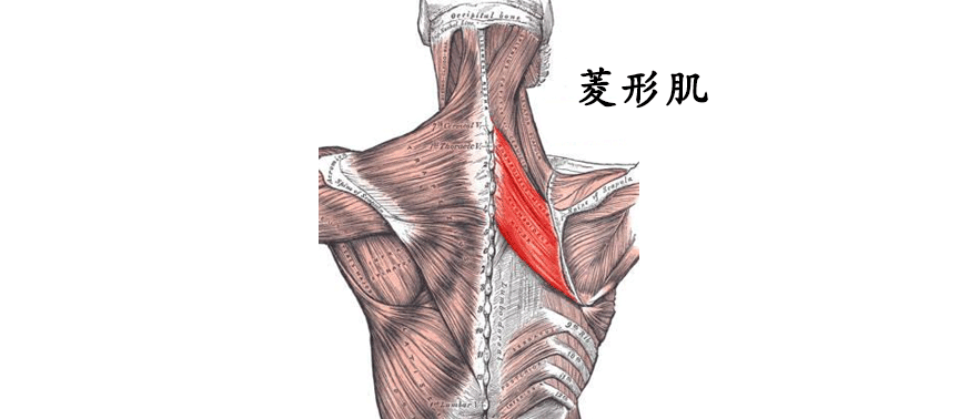 不正确的久坐让菱形肌长期处于伸展状态导致背部肌肉无力从而形成