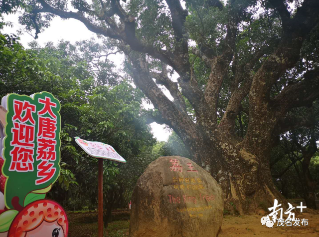 8天3次直播带货!高州市长连线荔枝节:杨贵妃吃的荔枝来自这里