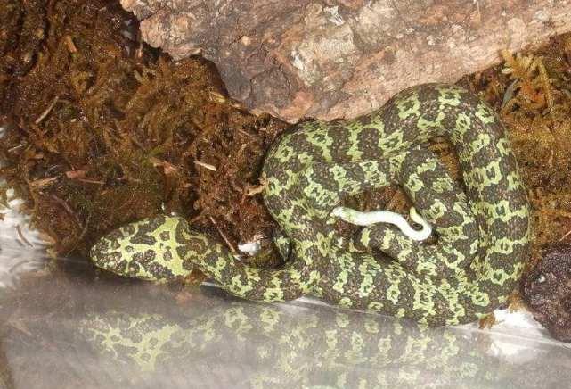 蛇是哪一年列为国家保护动物的 44e5080eae924522bc126e6524b8528b.jpeg