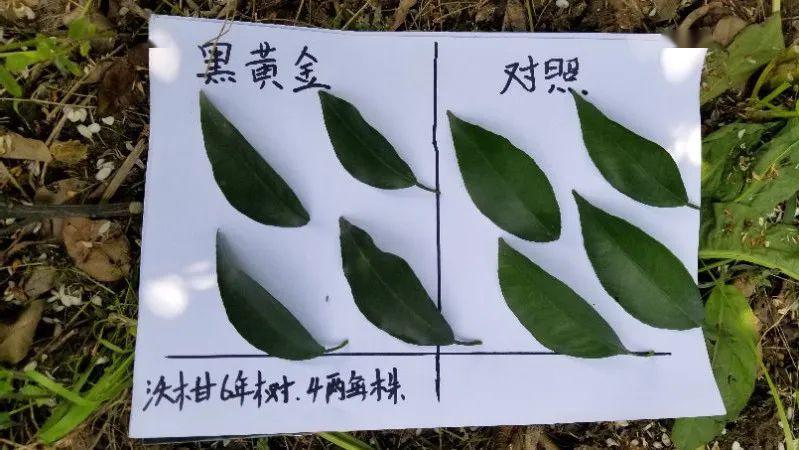 粗什么什么叶成语_成语故事简笔画(4)