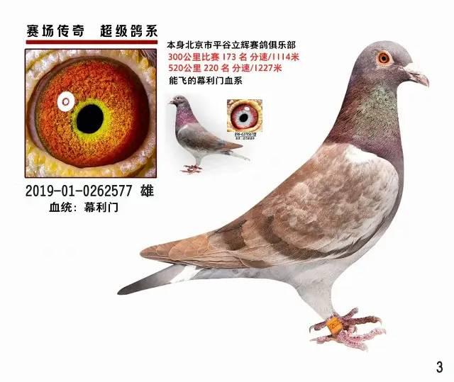 【赛鸽出售】詹森石板,金友团队千元特比,3542羽8名!