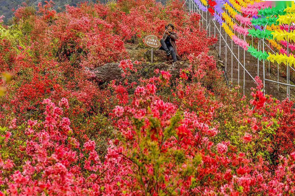 成千上万亩杜鹃花染红台州9座山头!