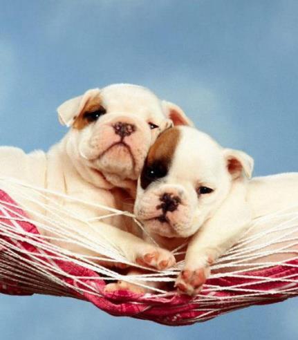 鸡叫狗咬骨头疯狂猜成语一个_狗咬着骨头图片(2)