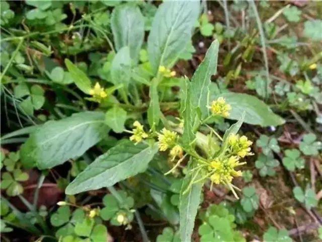一年生草本植物,不仅仅有药用价值,  还可作为蔬菜食用.