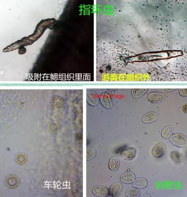 水产寄生虫杀不绝,杀虫药疗效逐年减退,"预防为先"势在必行!