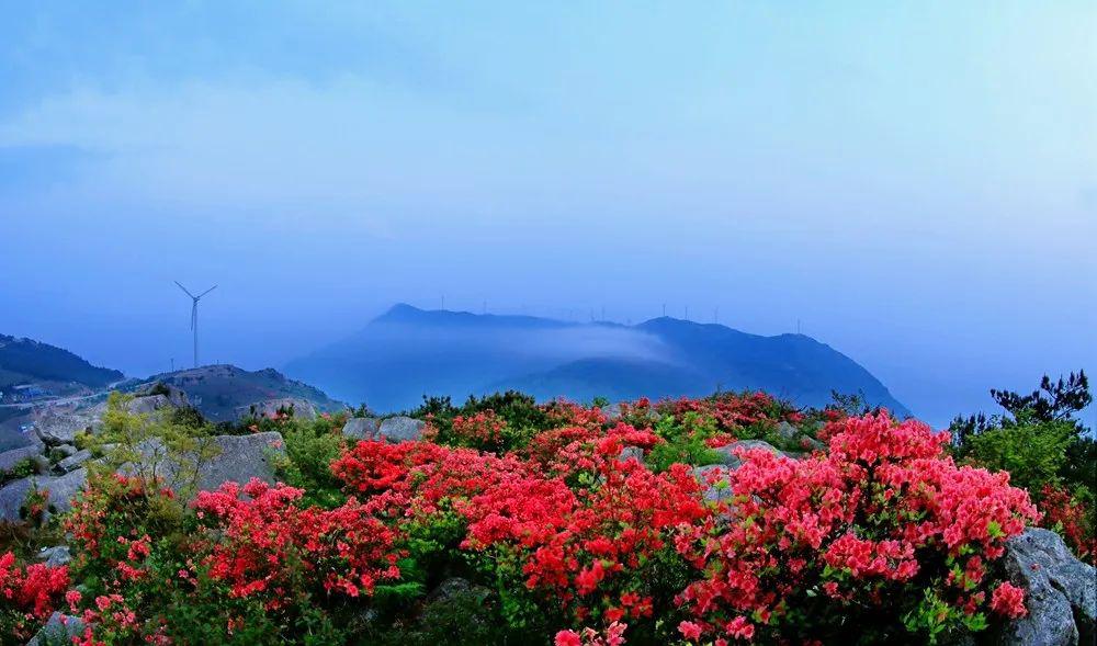 赏高山杜鹃的时节,台州这些地方都能看(附最全攻略)