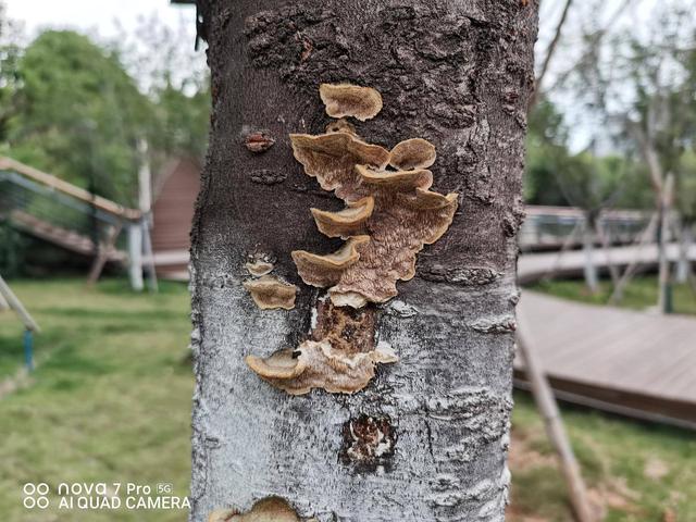 5G自拍视频时代来了?华为nova7 Pro全面体验,你和它都是主角