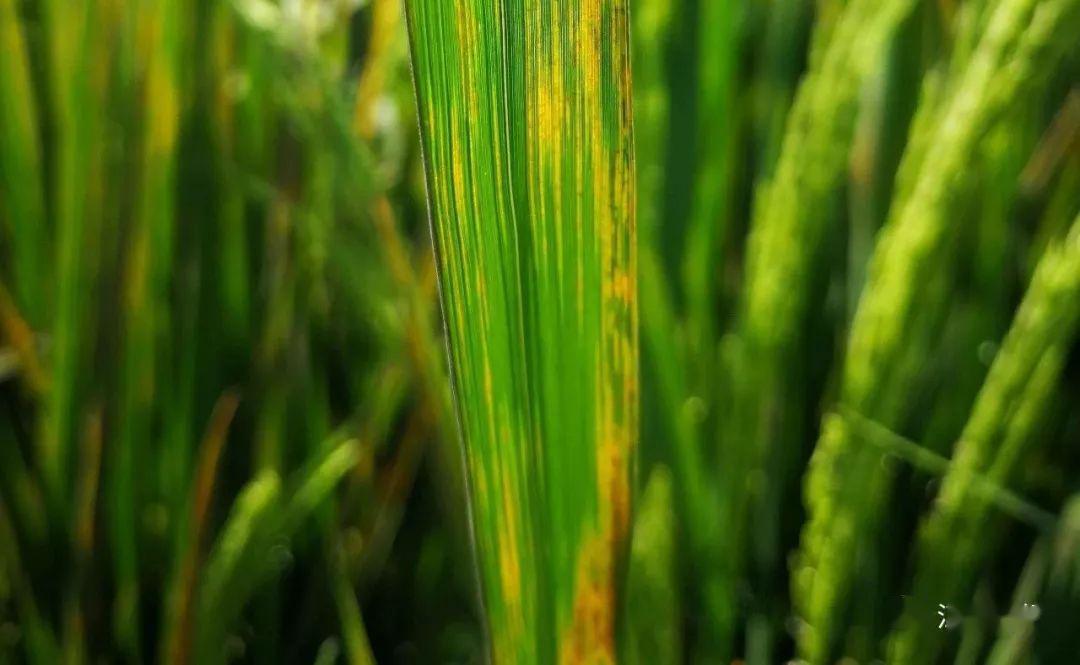 水稻| 水稻细菌性条斑病防控技术意见