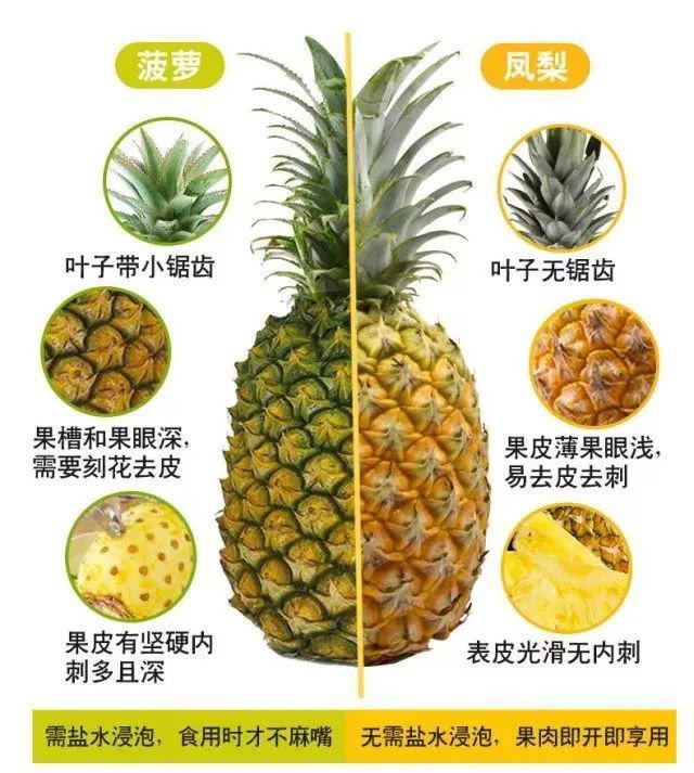 科普丨菠萝,凤梨有区别,最实惠好吃的凤梨在这里!