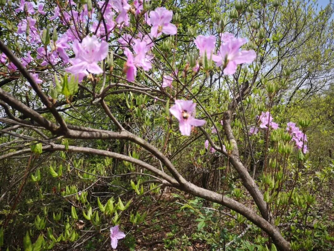 花情播报 ▏山上,花已开,许你一场最美的遇见!