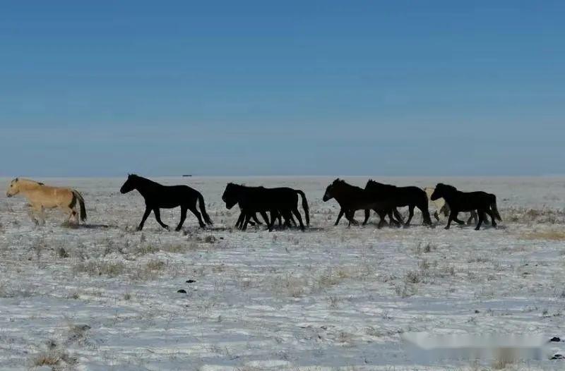 文:武彩霞 图 乌仁其其格 呼伦青格力 视频剪辑:乌英嘎 雪中牧马