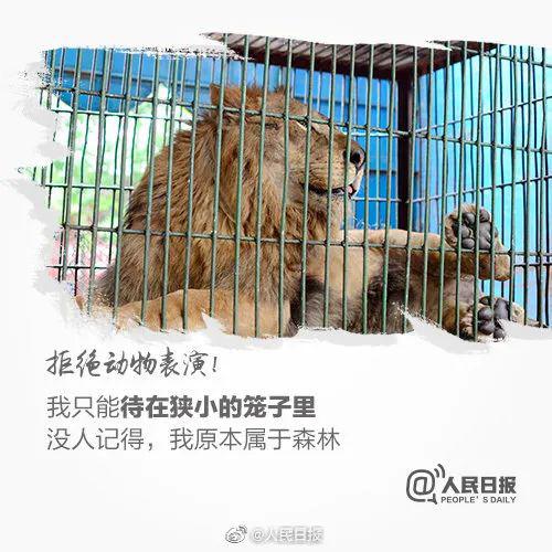 青岛森林野生动物世界宣布：永久停止动物表演