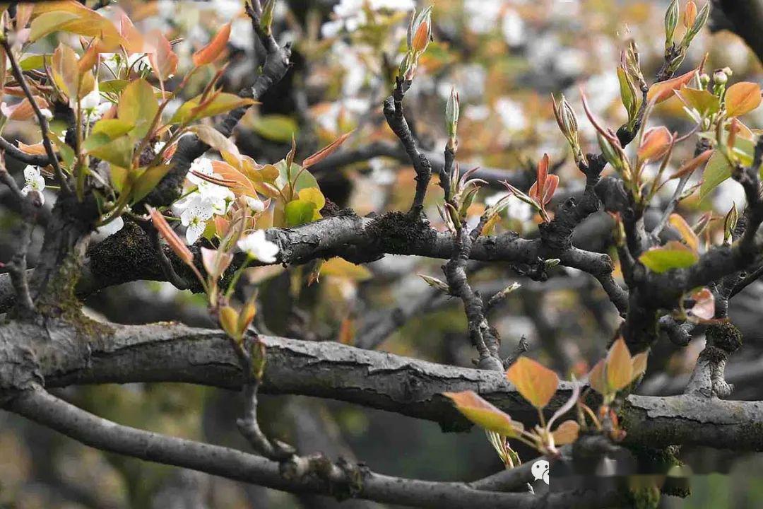 曲谱花开花谢又一年_花开花谢又是一年图片