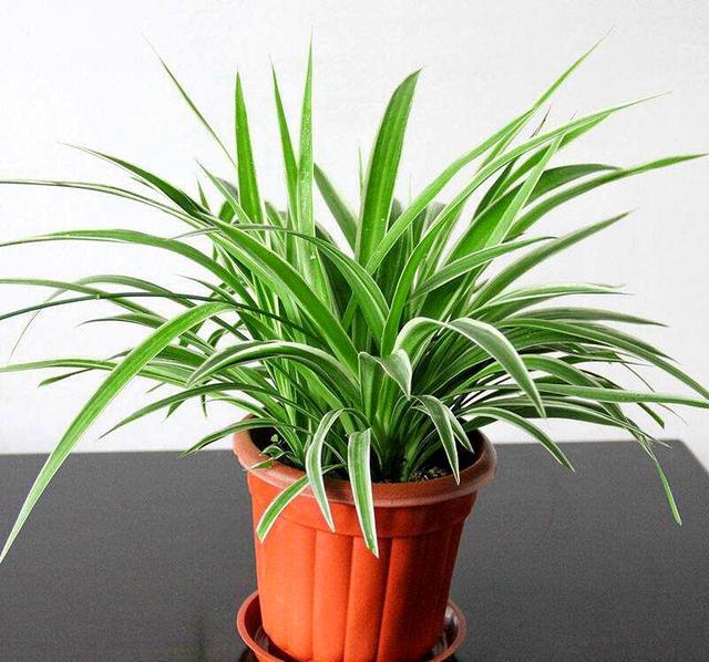 龟背竹怎么换盆长得快 7eea0ac791134977abcbaa9913c01f34.jpeg