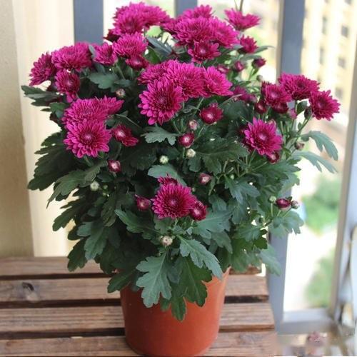 花卉排名_花卉线描