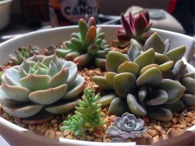 新手多肉养殖教程 8860f34388ff4f3d8b752459959b0755.jpeg