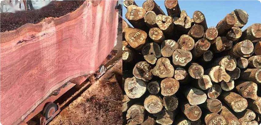 小巴花:一种媲美红木的好木材