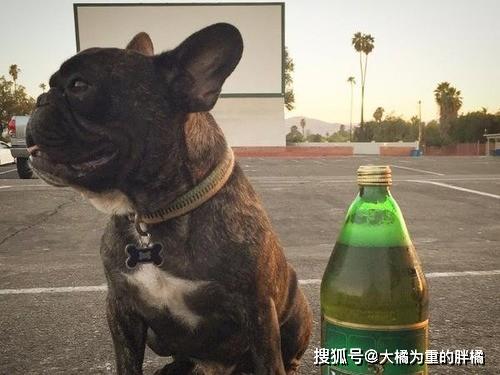 原创借酒消愁愁更愁14张狗狗喝酒照真是太可爱了狗想那么多干啥