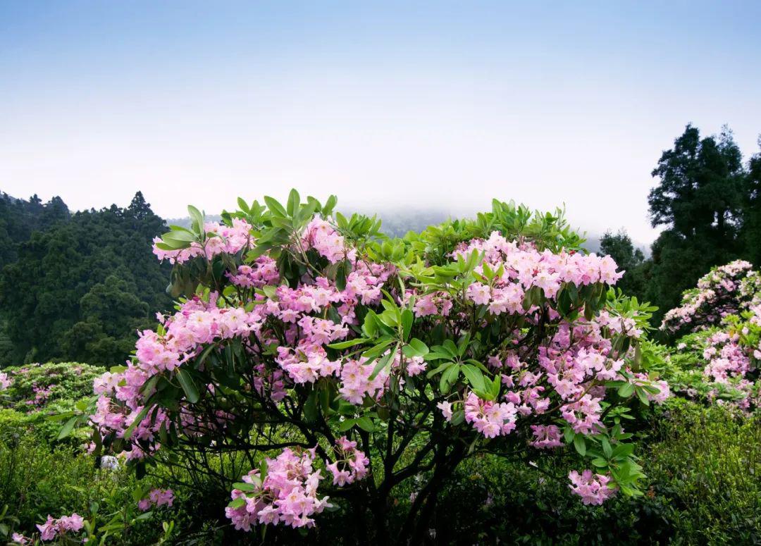 赏高山杜鹃的时节,台州这些地方都能看(附最全攻略)