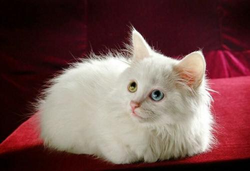 如何选择猫咪玩具 94a6557df93e4e3e97ad716ce524f0b7.jpeg