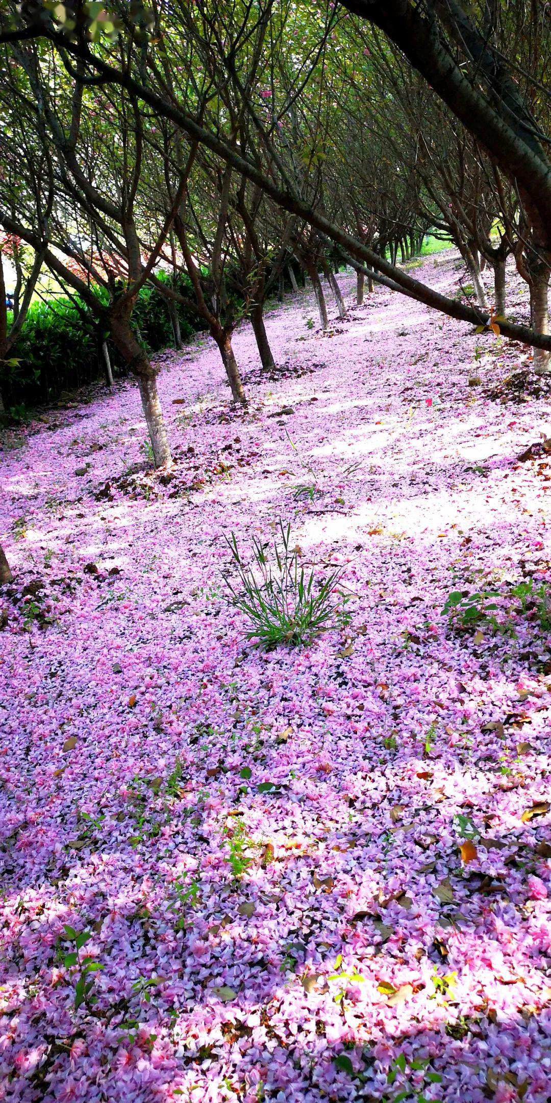 四月樱花终谢幕,朱颜辞镜花辞树～～_苏曼