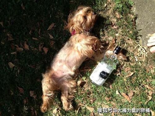 原创借酒消愁愁更愁14张狗狗喝酒照真是太可爱了狗想那么多干啥