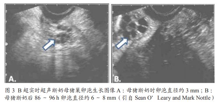 法国诗华推荐阅读主题策划母猪卵泡发育同步化调控技术研究及应用