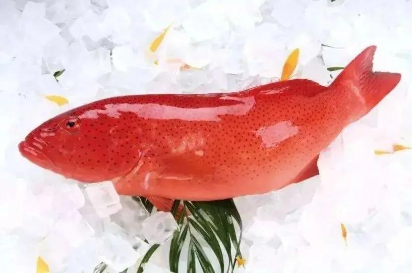 fishbank鱼类知识大全之东星斑