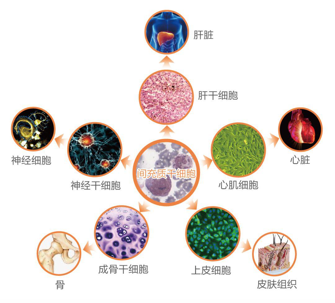 天津市协和脐带血造血干细胞库