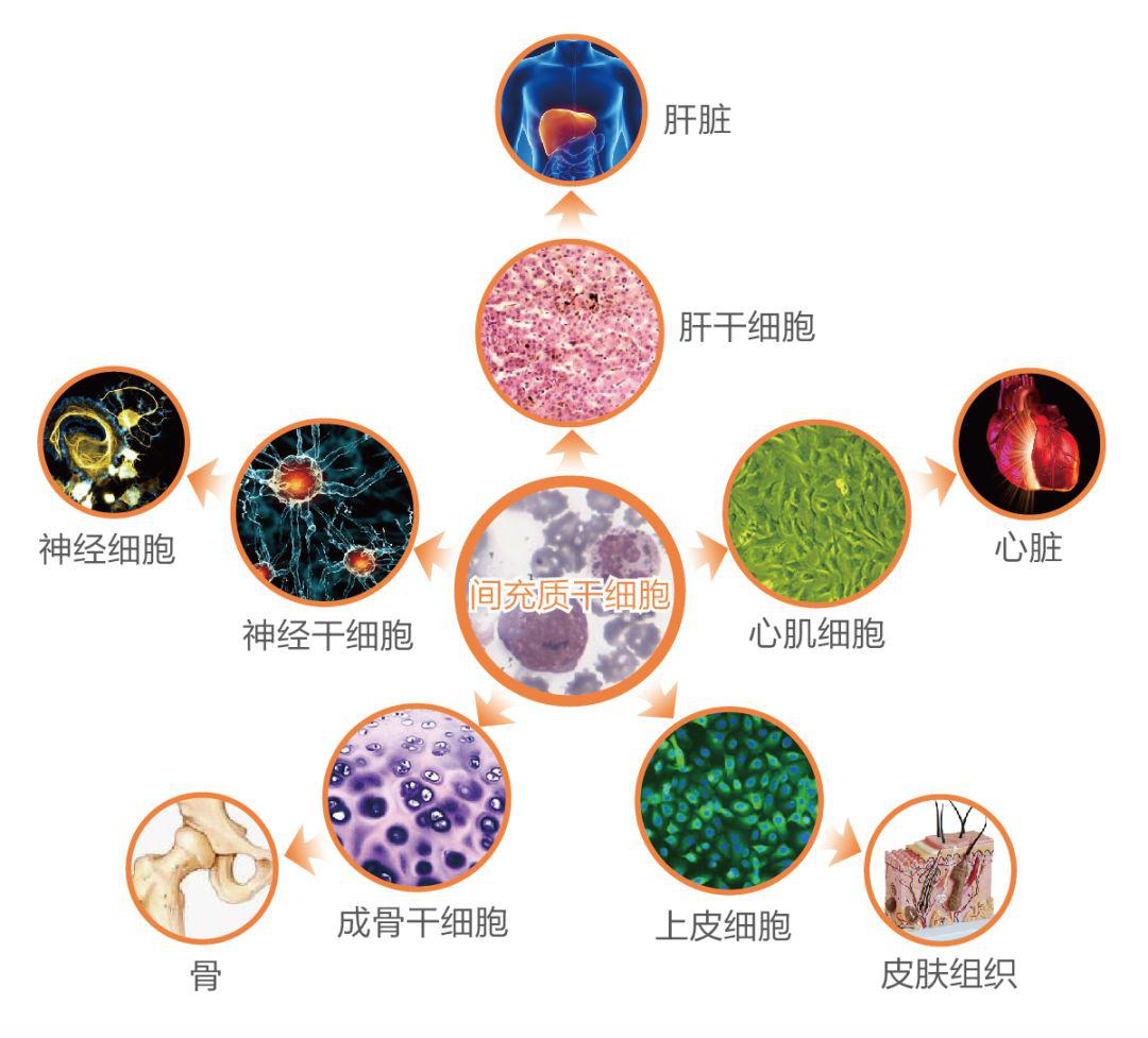 天津脐血库脐带血临床应用情况 划重点 02 什么是脐带间充质干细胞?