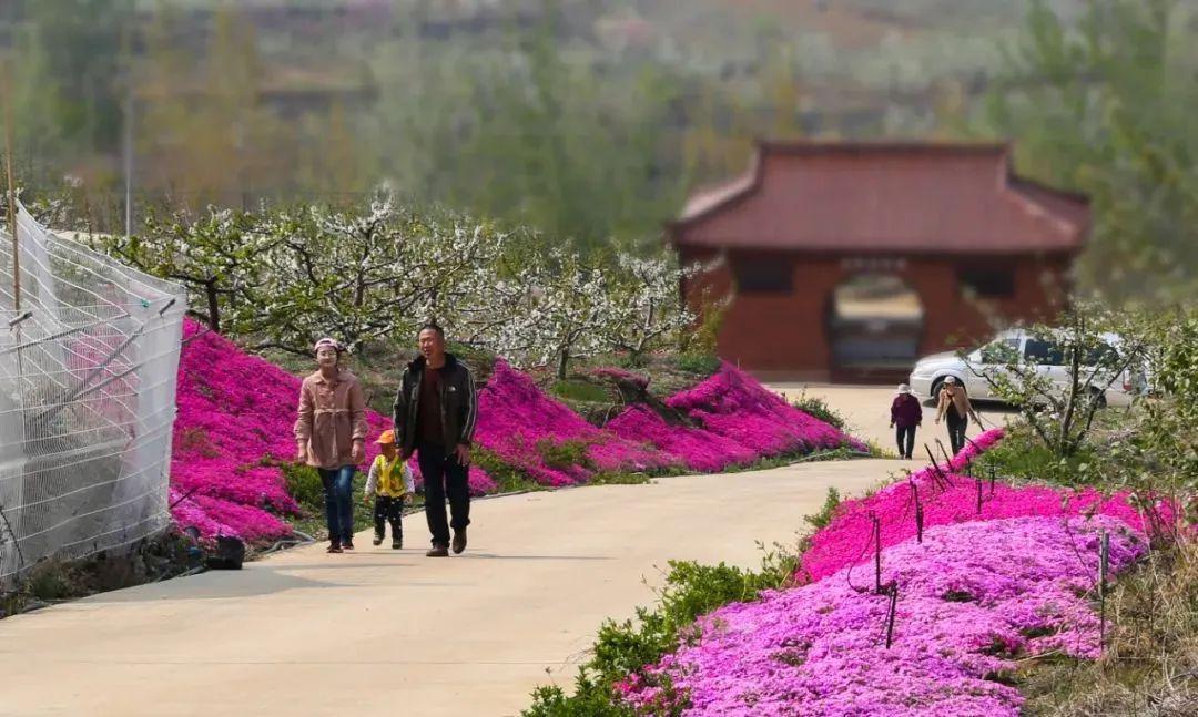 网红打卡地来啦!福山区1万平米芝樱花海倾城绽放