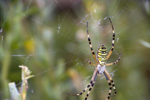 原创世界上最大的三种蜘蛛,一种专门吃鸟,一种被澳大利亚人请来守夜