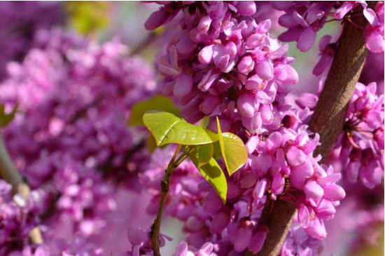 哪些花是完全花 ab4f20c723a74c088b3acb15cfc9e75f.jpeg