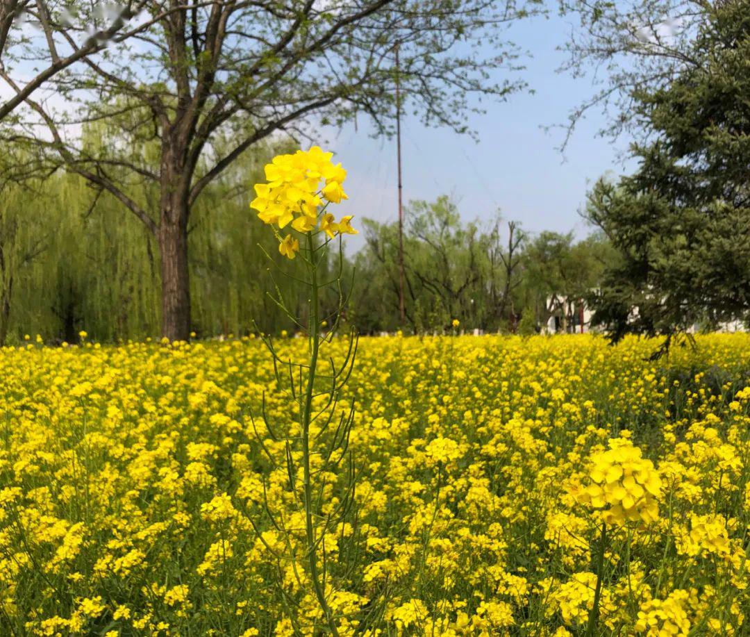 婺源很远,但油菜花田很近!京城这片金黄花海太震撼了!