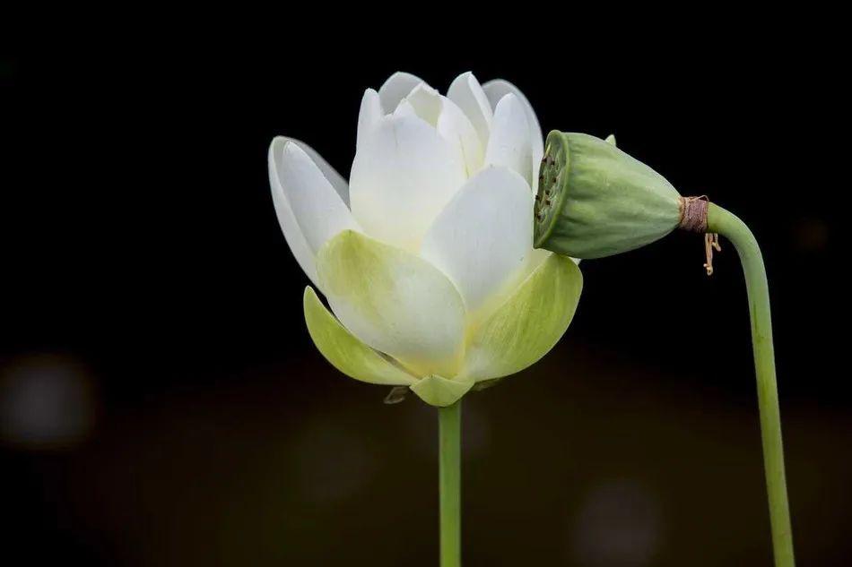 禅露丨禅意莲花(诗)