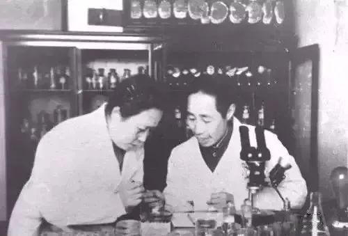童第周在研究童鱼1963年,童第周首次完成金鱼和鰟鮍鱼的同种核移植