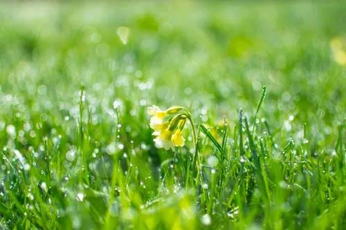 春天是一个像诗一样的季节,春天的到来,也象征着美好事情的发生.