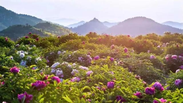 相约香山2020莱芜牡丹花海旅游文化节4月30日盛大迎客领福利啦