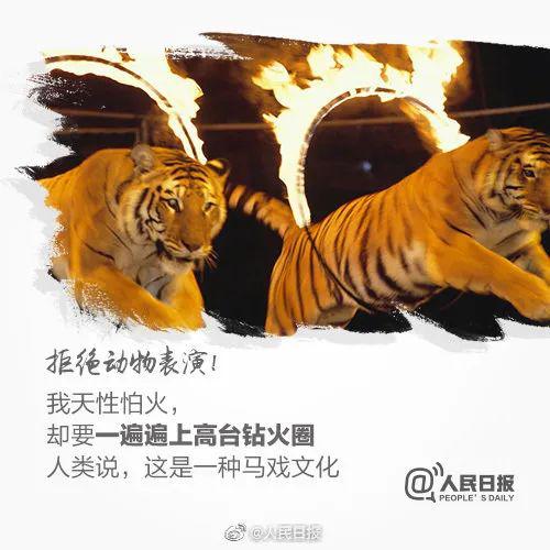 青岛森林野生动物世界宣布：永久停止动物表演