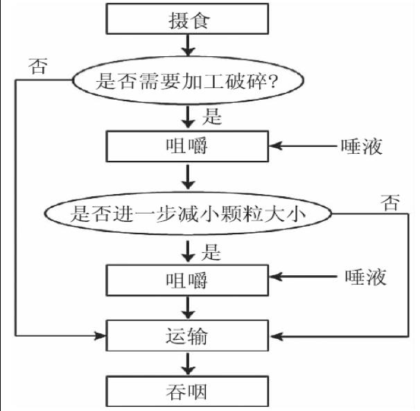 fop论文分享吞咽障碍者饮食能力及其评测综述